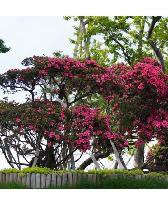 杜鹃开完花需要剪枝吗？开花后的养护全指南