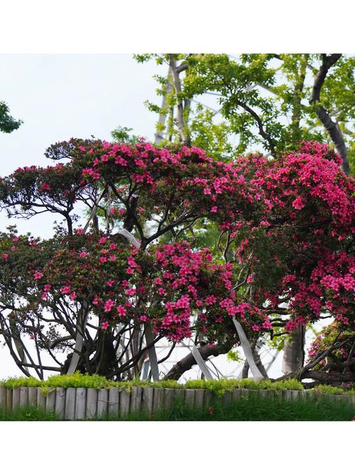 杜鹃开完花需要剪枝吗?开花后的养护全指南 浇水