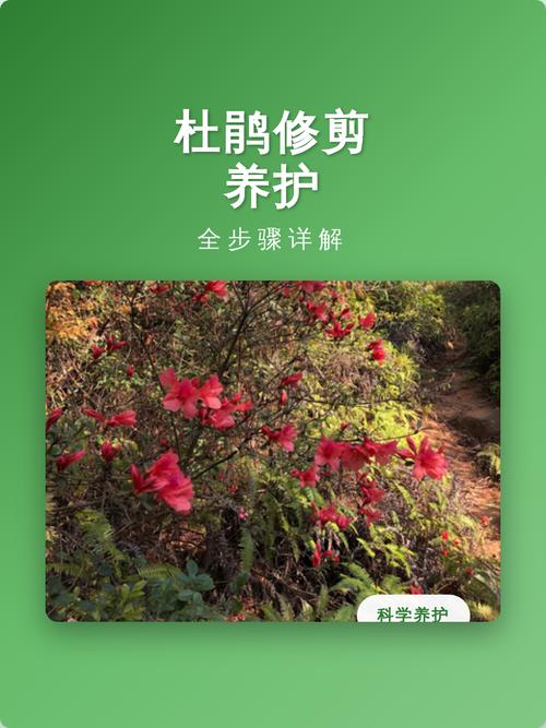 杜鹃开完花需要剪枝吗?开花后的养护全指南 换盆