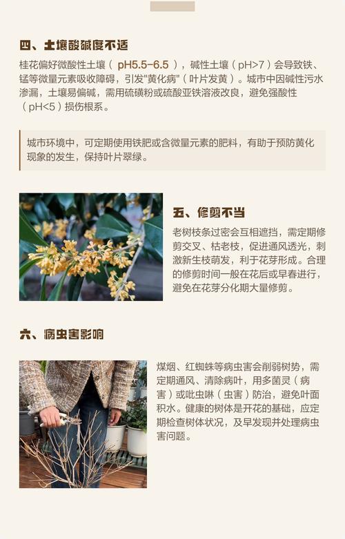 今年桂花为什么不开花?常见原因与排查步骤全解析 分步排查清单