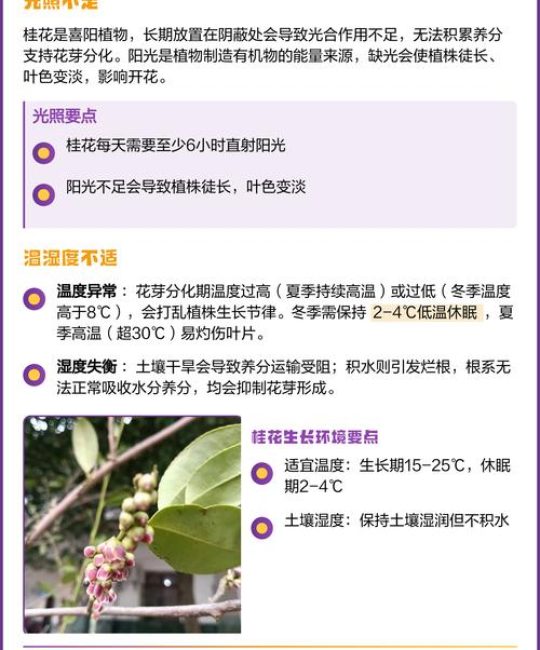今年桂花为什么不开花？常见原因与排查步骤全解析