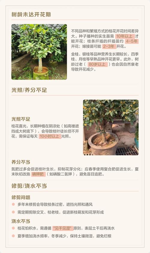 今年桂花为什么不开花?常见原因与排查步骤全解析 总结