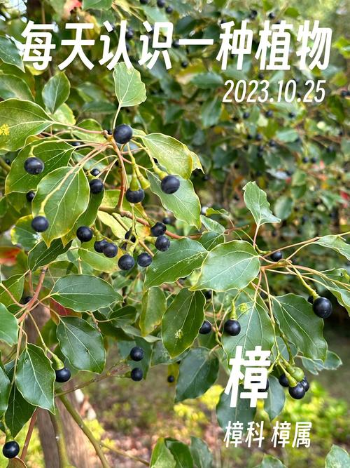 樟树是名贵树种吗?——从园艺价值到生态意义的全面解读 结语
