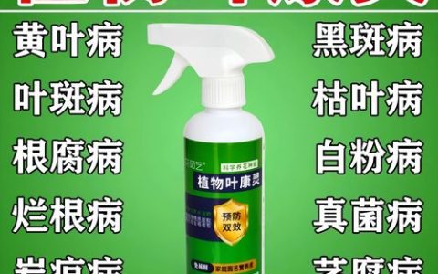 月季黄叶黑斑病用什么药？权威防治指南与原因排查