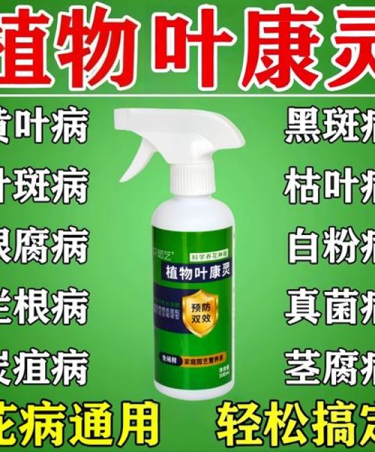月季黄叶黑斑病用什么药？权威防治指南与原因排查