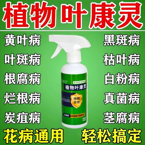 月季黄叶黑斑病用什么药?权威防治指南与原因排查 月季黄叶黑斑病用什么药?权威防治指南与原因排查