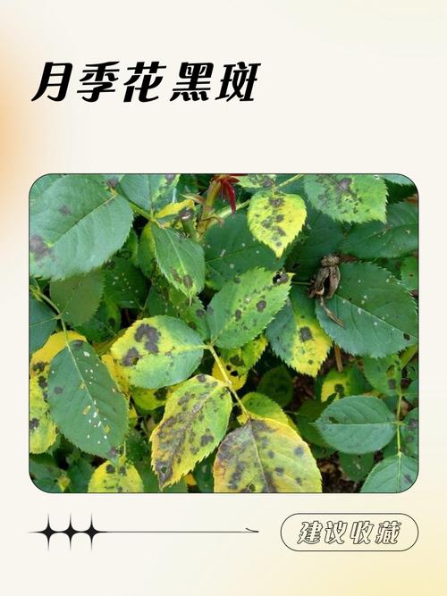 月季花黄叶有黑斑怎么办?三步排查与防治指南 五、FAQ