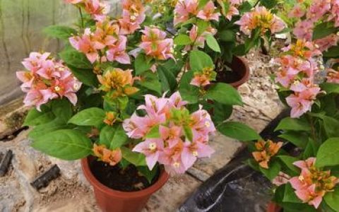 黄女郎三角梅勤花吗？花期长、花色艳，阳台必养品种解析