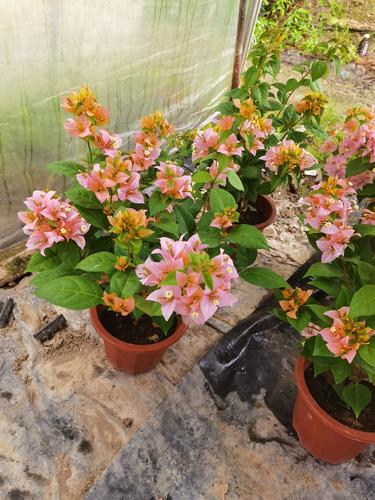 黄女郎三角梅勤花吗？花期长、花色艳，阳台必养品种解析