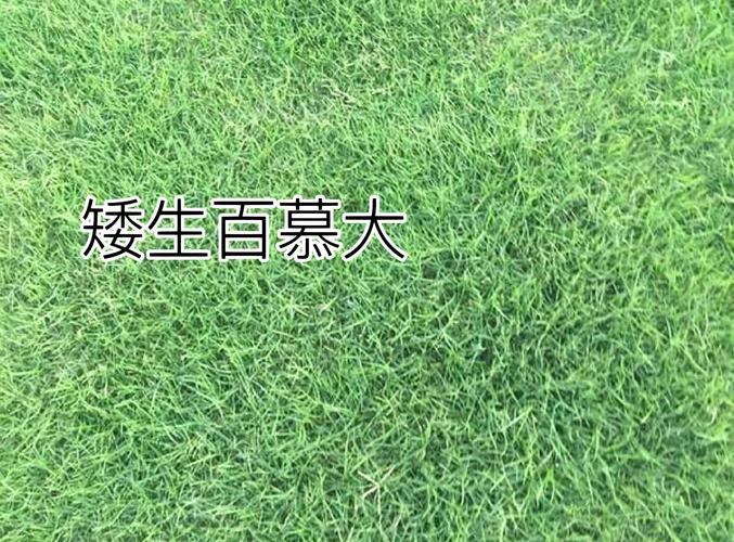 庭院草坪种什么草最好?2026年专家级选草指南 常见问题 FAQ