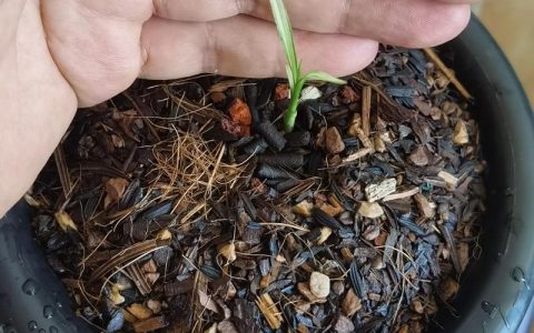 兰花的种子怎么种才能发芽？家庭无菌播种全流程实操指南