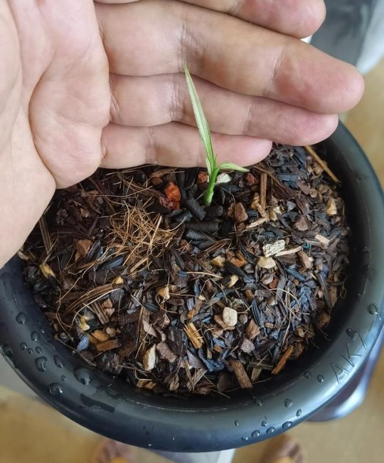兰花的种子怎么种才能发芽？家庭无菌播种全流程实操指南