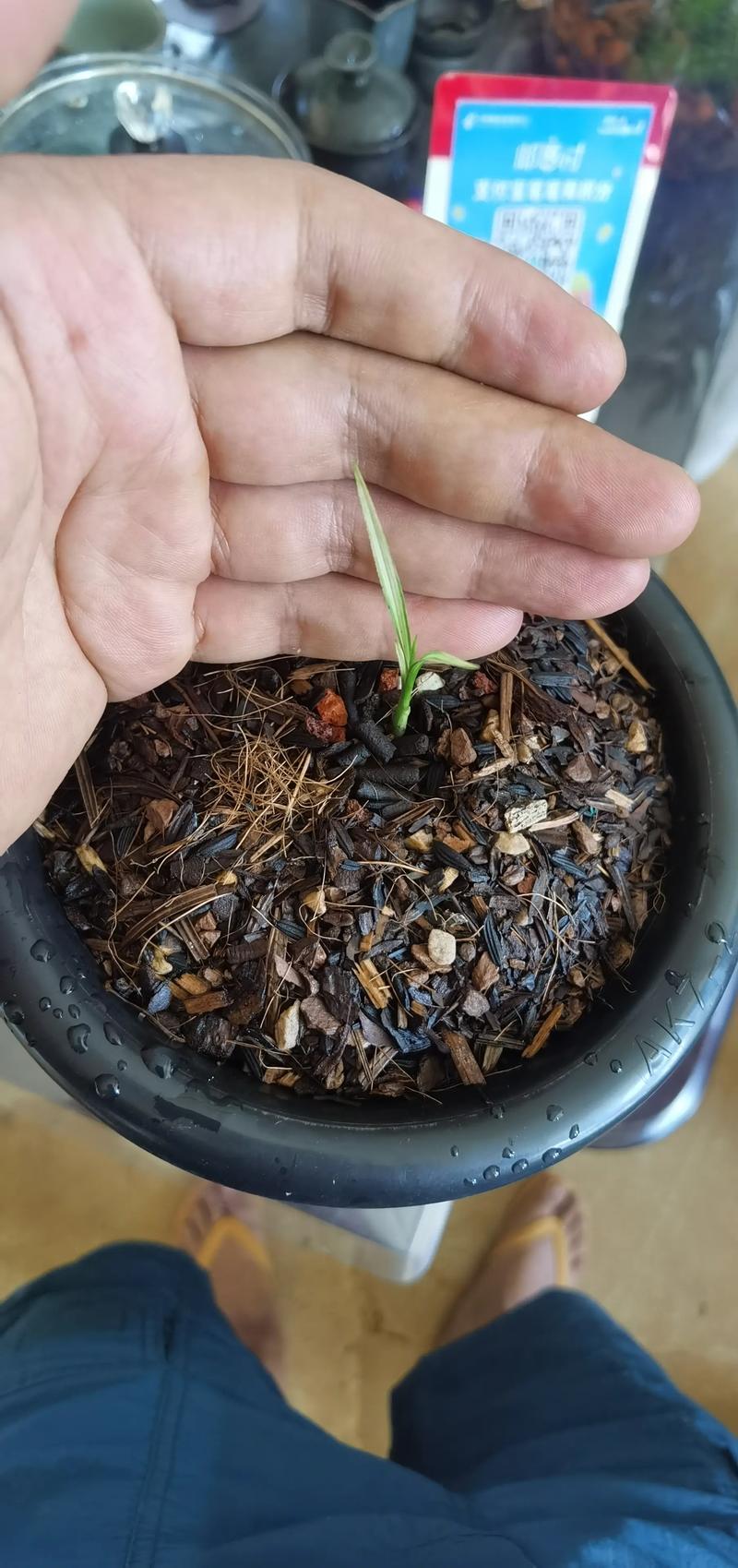 兰花的种子怎么种才能发芽？家庭无菌播种全流程实操指南