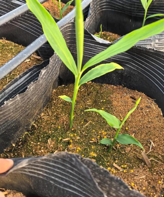 生姜盆栽怎么种植方法？家庭阳台种植全流程详解