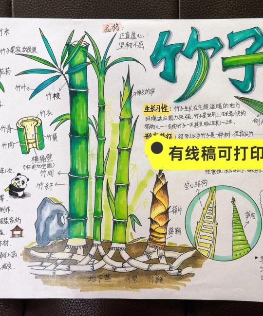 竹子种植时间和方法：从选苗到成活的全套实操指南