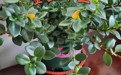 家庭养好金鱼花、吊兰与多肉植物的实用指南