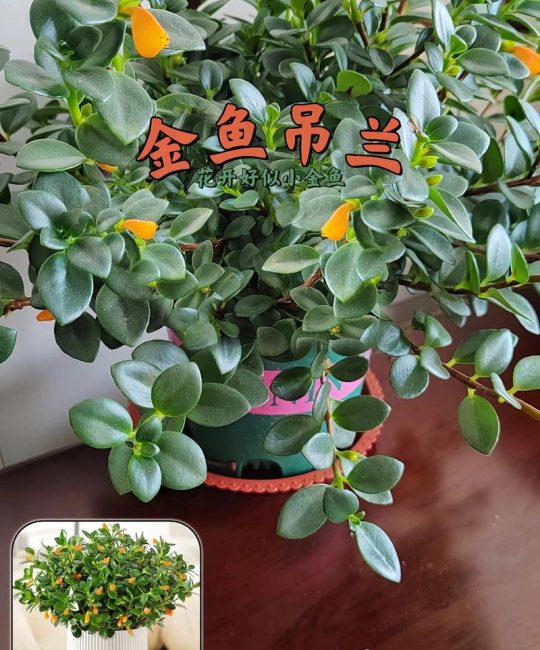 家庭养好金鱼花、吊兰与多肉植物的实用指南