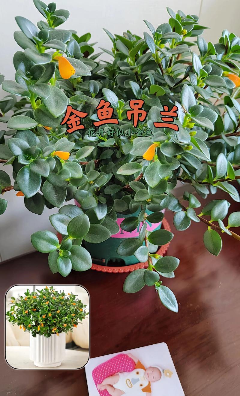 家庭养好金鱼花、吊兰与多肉植物的实用指南 浇水:干湿有序,宁欠勿满