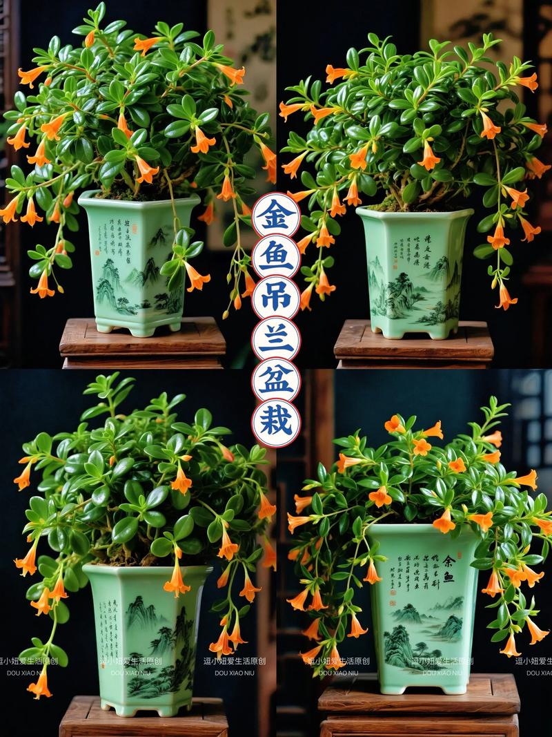 家庭养好金鱼花、吊兰与多肉植物的实用指南 越冬与度夏:顺应节律,控水停肥