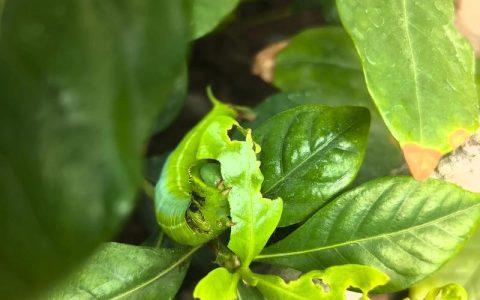栀子花上有绿色的虫子怎么办？识别与防治全攻略