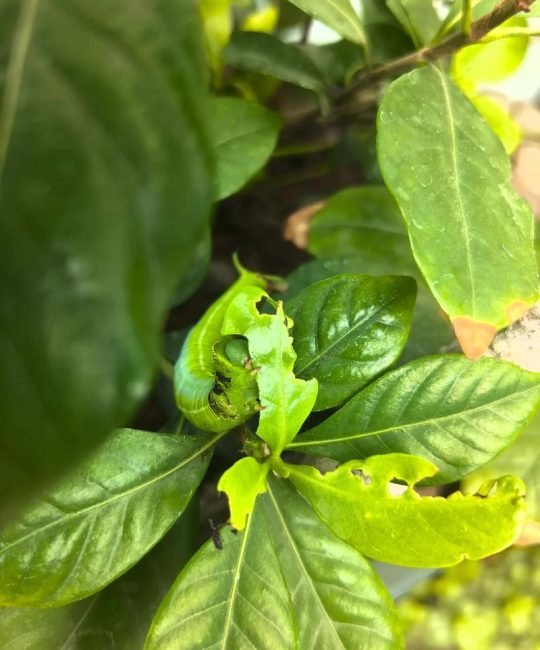 栀子花上有绿色的虫子怎么办？识别与防治全攻略