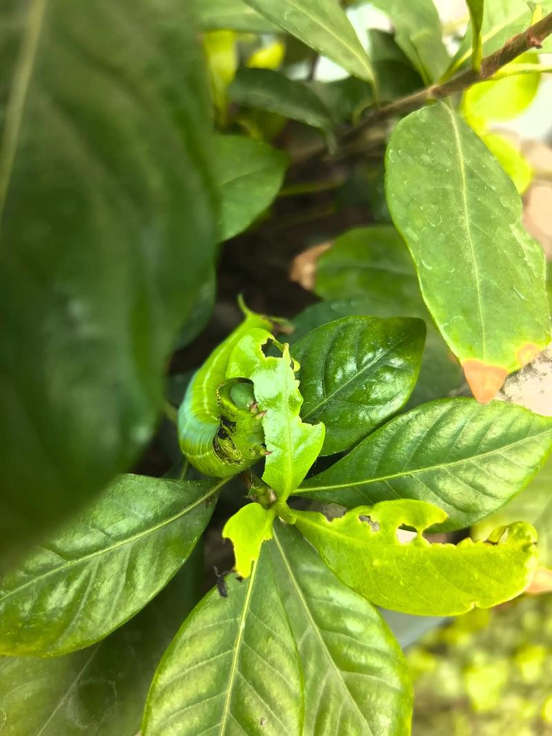 栀子花上有绿色的虫子怎么办?识别与防治全攻略 栀子花上有绿色的虫子怎么办?识别与防治全攻略