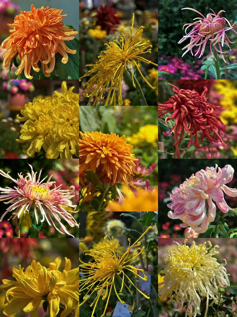 秋菊养护全攻略:从花色花期到盆栽地栽,打造秋季最灿烂的观花主角 修剪促花系统指导