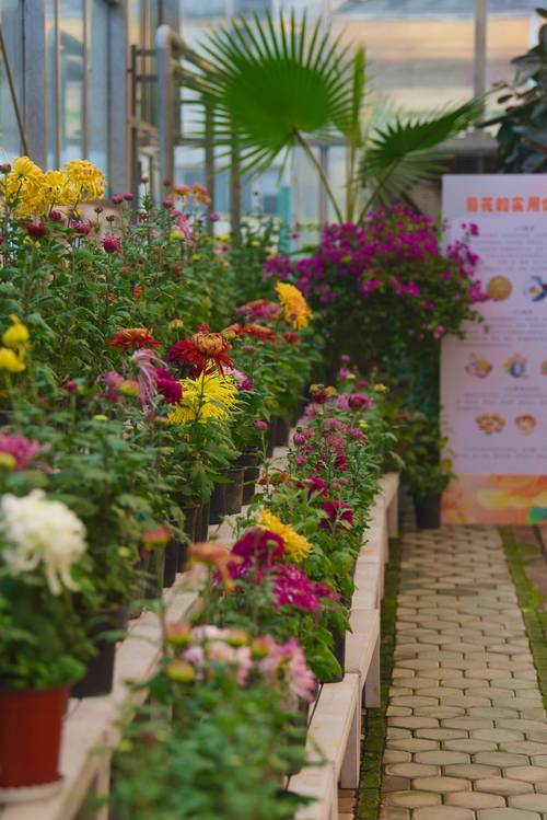 秋菊养护全攻略:从花色花期到盆栽地栽,打造秋季最灿烂的观花主角 光照与水肥精准方案