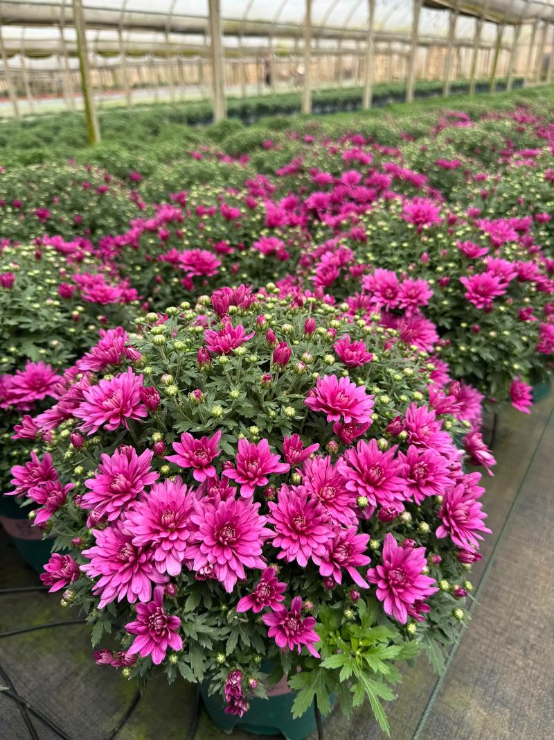 秋菊养护全攻略:从花色花期到盆栽地栽,打造秋季最灿烂的观花主角 盆栽/地栽选择决策