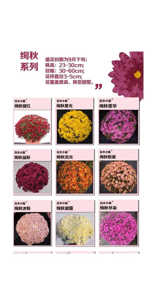 秋菊养护全攻略:从花色花期到盆栽地栽,打造秋季最灿烂的观花主角 越冬与越夏管理
