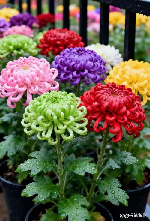 秋菊养护全攻略:从花色花期到盆栽地栽,打造秋季最灿烂的观花主角 总结
