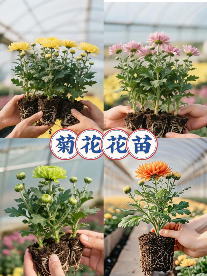 秋菊养护全攻略:从花色花期到盆栽地栽,打造秋季最灿烂的观花主角 FAQ