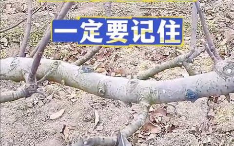 果树修剪能不能剪头？掌握这几点，让果树高产又健康