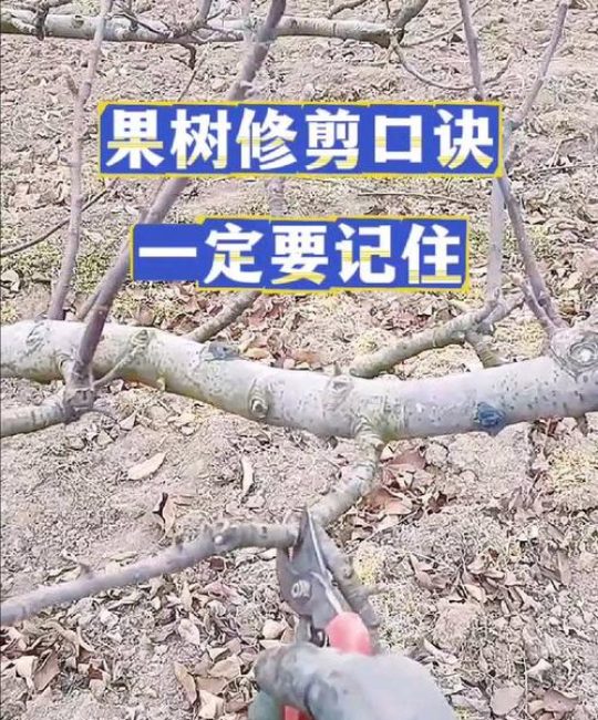 果树修剪能不能剪头？掌握这几点，让果树高产又健康