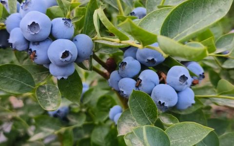 中国蓝莓产地在哪里？2026年最新种植指南与品种选择