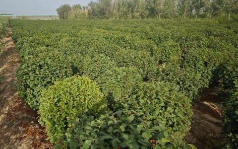 榆叶梅家里能种吗？地栽与盆栽可行性全解析