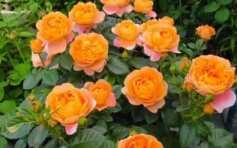 月季花小是怎么回事？原因与纠正全攻略，告别“迷你花”难题