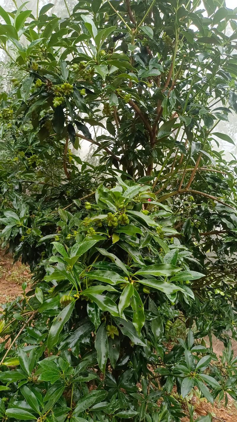 八角树在河南能种植吗?可行性分析与种植全攻略 二、河南气候与八角树的匹配分析