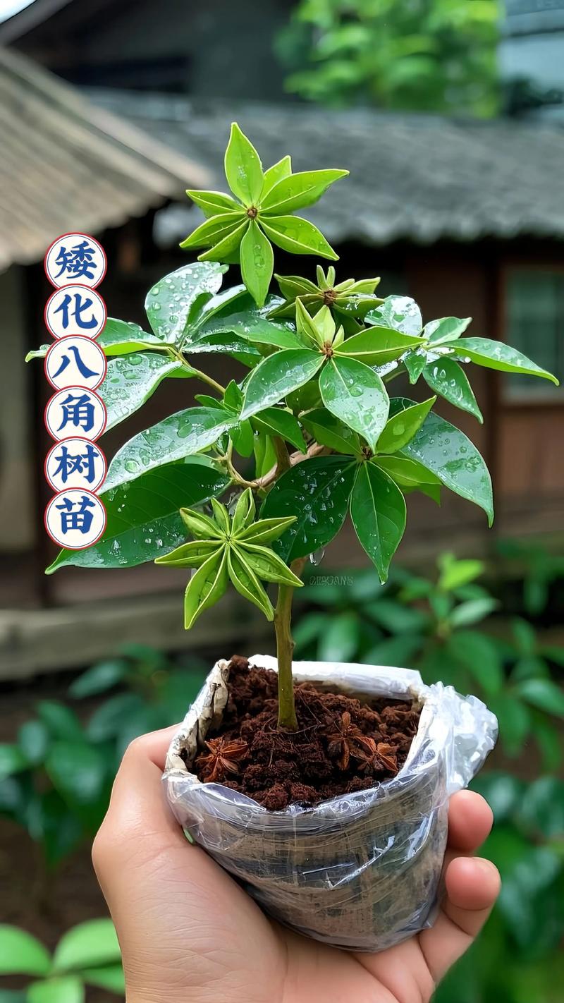 八角树在河南能种植吗?可行性分析与种植全攻略 三、河南种植八角树的实操指南(仅适用于盆栽/温室)