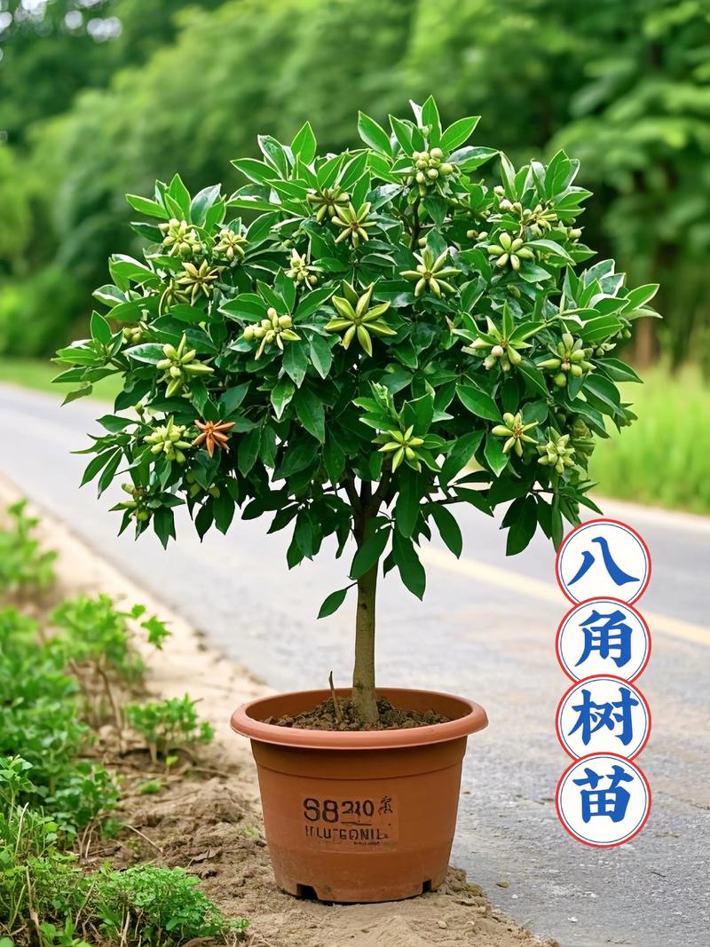 八角树在河南能种植吗?可行性分析与种植全攻略 五、总结