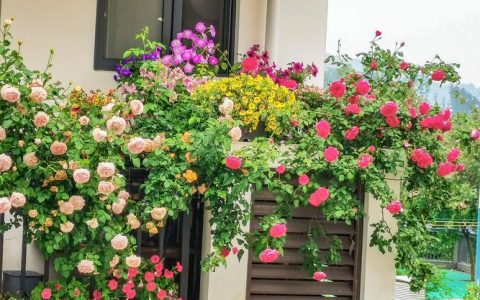 私家花园种什么花好？这5种花卉让庭院四季如画