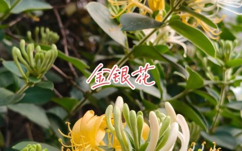 忍冬藤与金银花的区别：同源异用，药用部位决定功效
