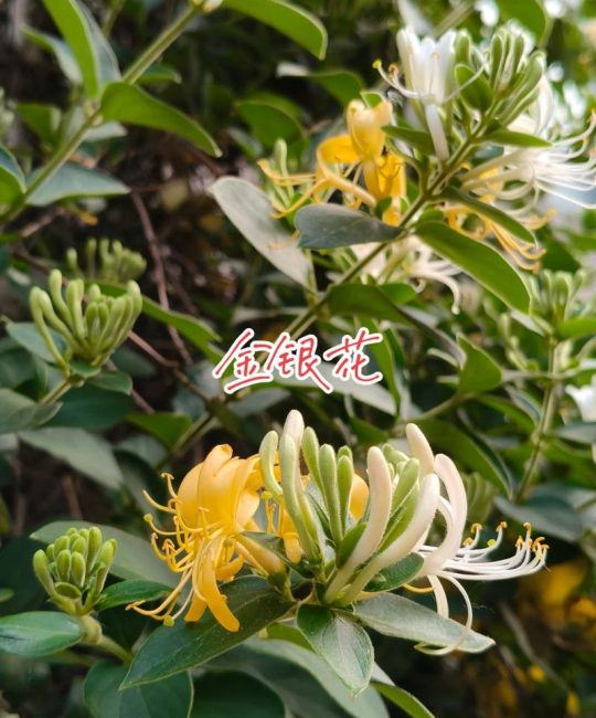 忍冬藤与金银花的区别：同源异用，药用部位决定功效