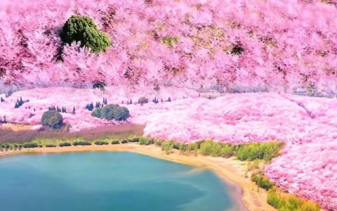 安顺樱花风景区在哪里？——从园艺角度探秘贵州最美樱花园