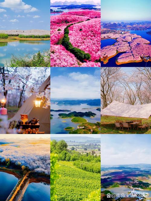 安顺樱花风景区在哪里?——从园艺角度探秘贵州最美樱花园 二、主要品种与搭配逻辑