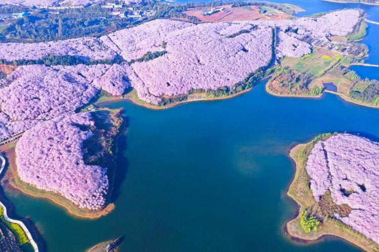 安顺樱花风景区在哪里?——从园艺角度探秘贵州最美樱花园 五、花期与最佳观赏园艺建议