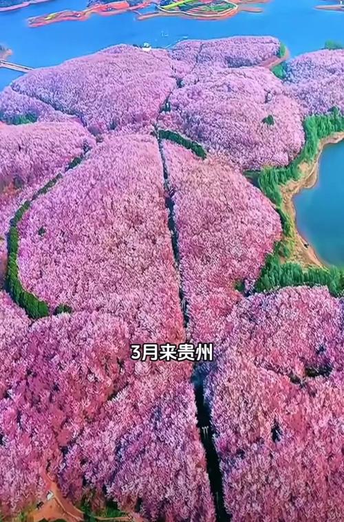 安顺樱花风景区在哪里?——从园艺角度探秘贵州最美樱花园 结语:一处樱花,一部园艺教科书
