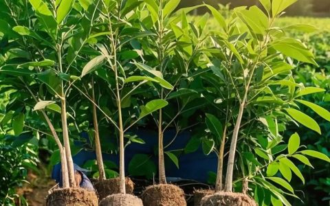奇楠沉香树适合北方种吗？专业指南解析南北种植差异与养护要点