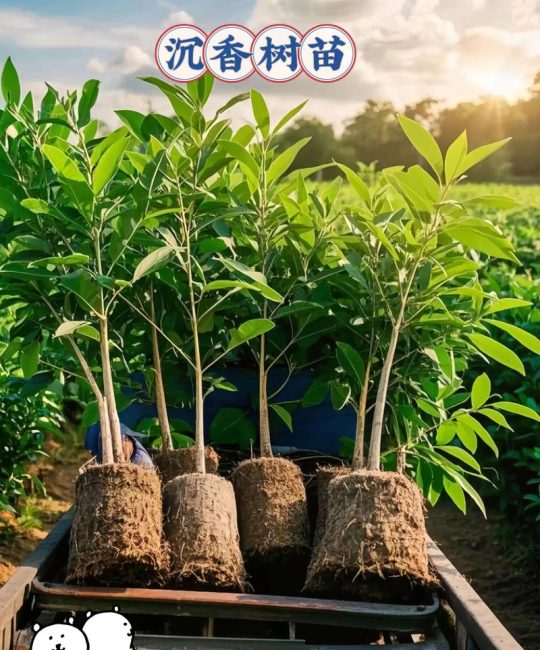 奇楠沉香树适合北方种吗？专业指南解析南北种植差异与养护要点