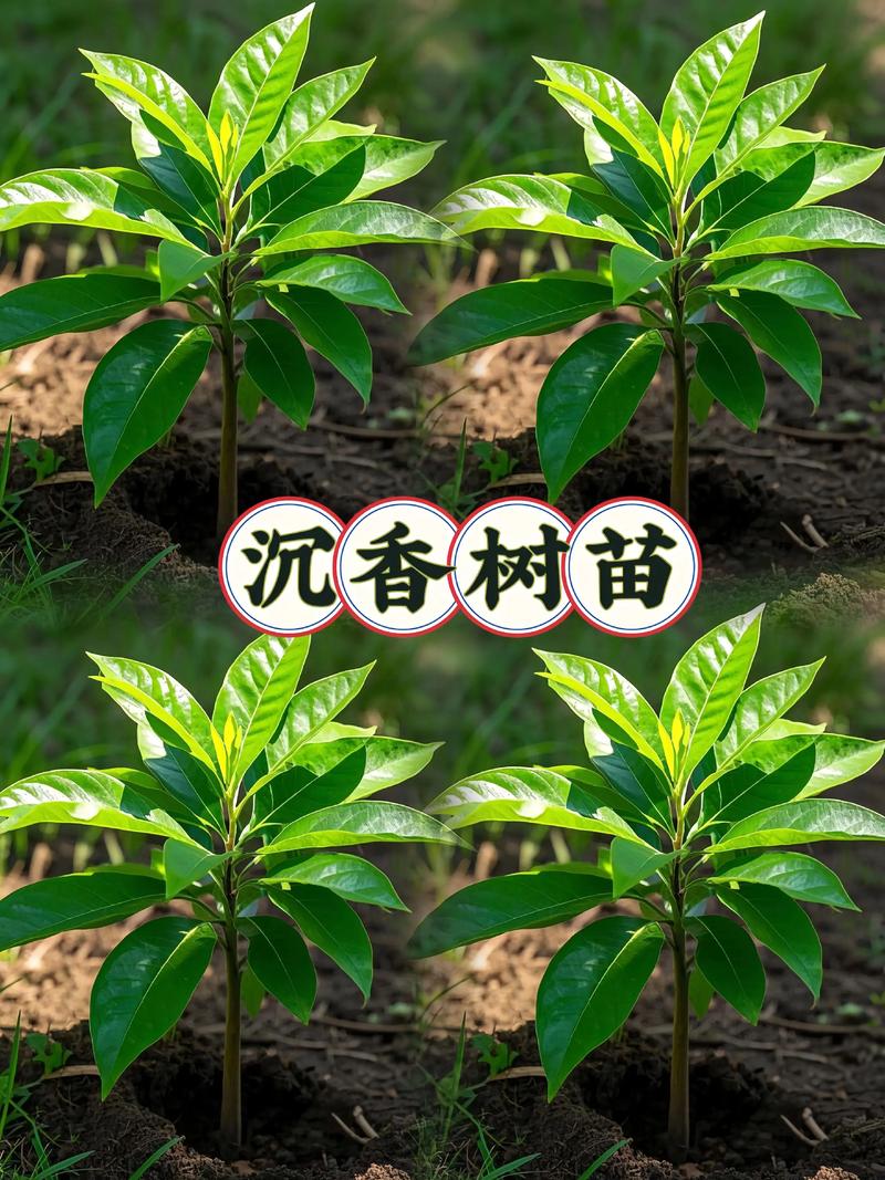 三、光照与水分需求